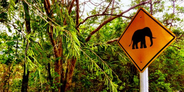 Elephant crossing!